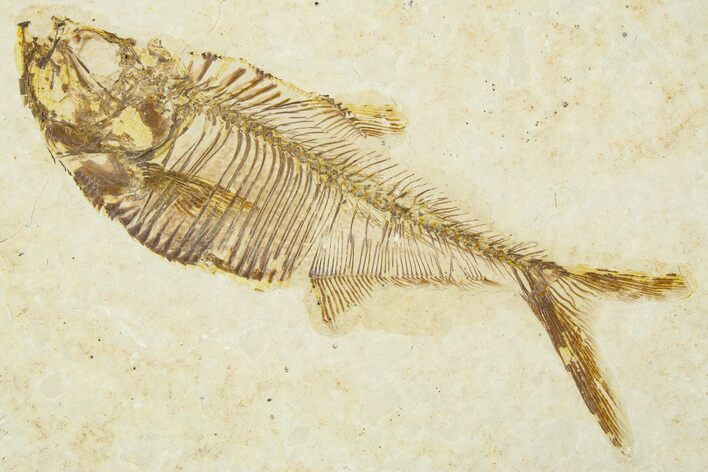 Detailed Fossil Fish (Diplomystus) - Wyoming #379488